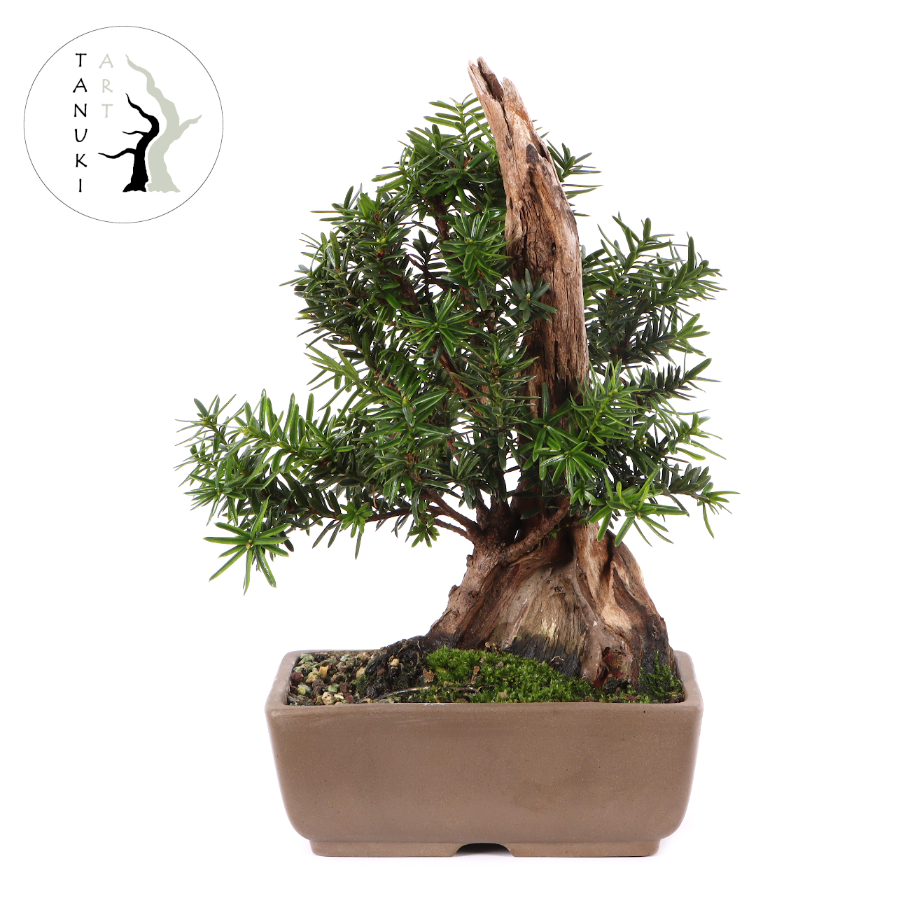 Taxus cuspidata 'Lescow'
