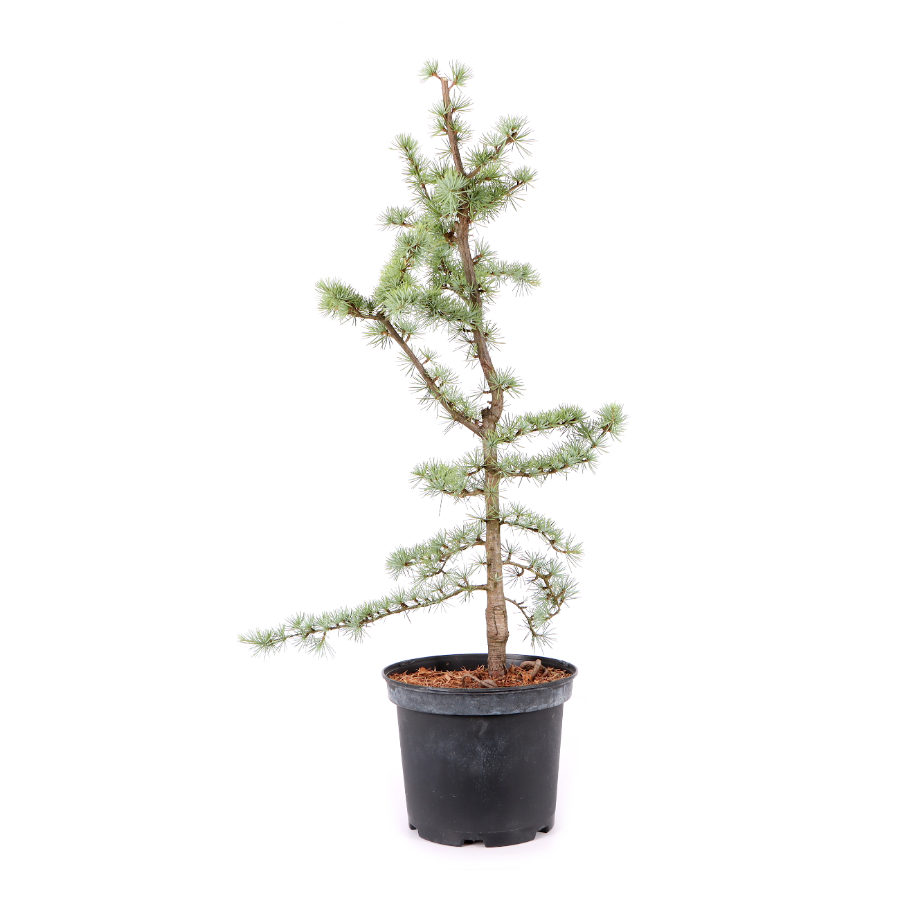 Cedrus atlantica 'Glauca'