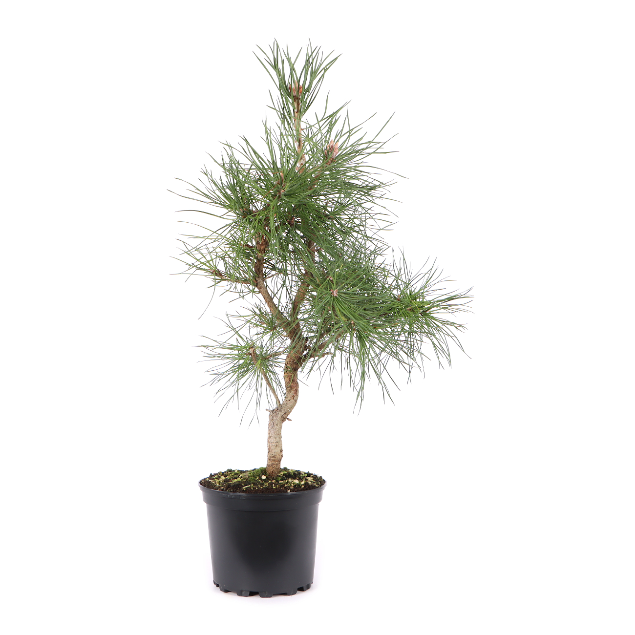 Pinus sylvestris