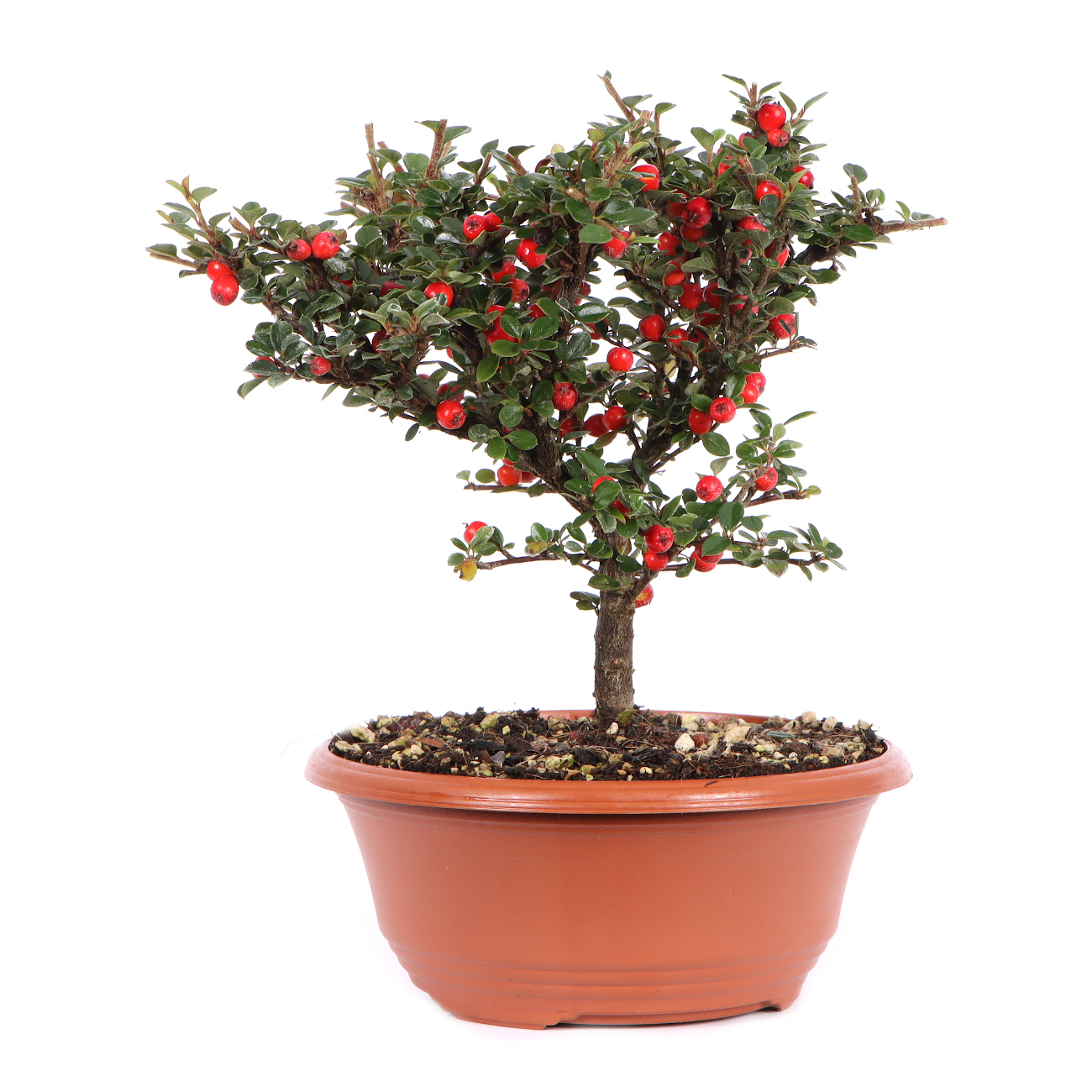 Seitenansicht rechts