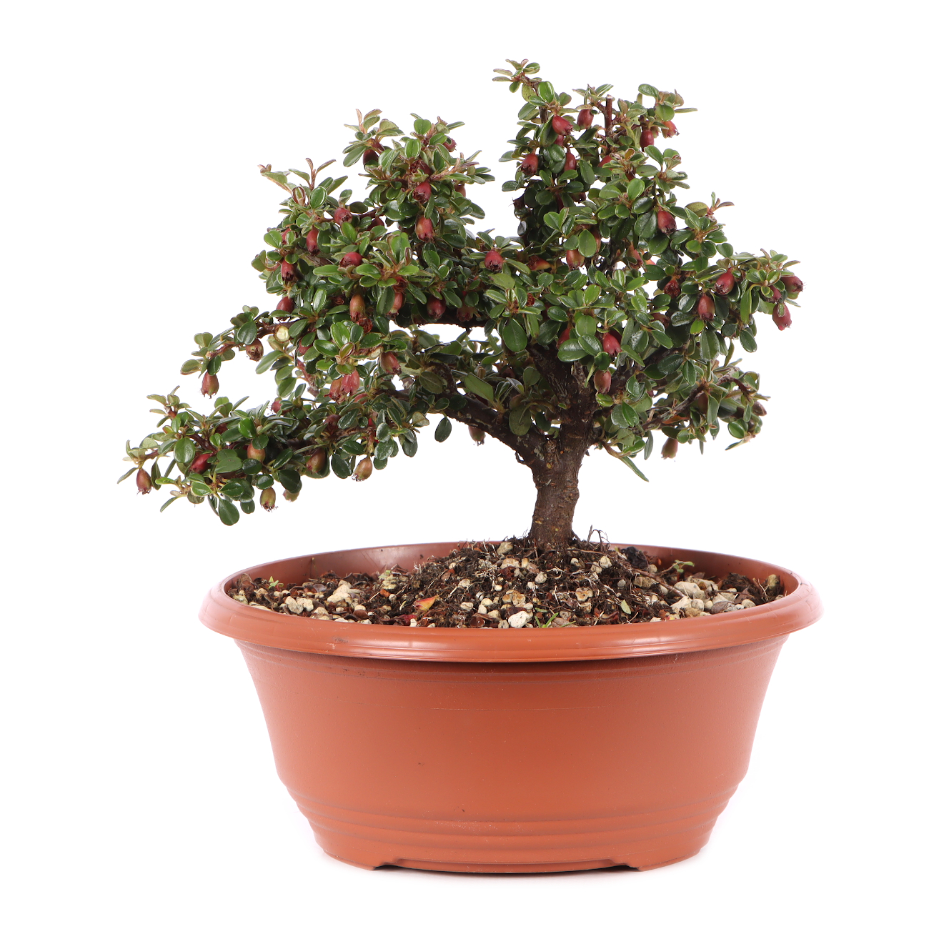Cotoneaster microphyllus 'Cochleatus'