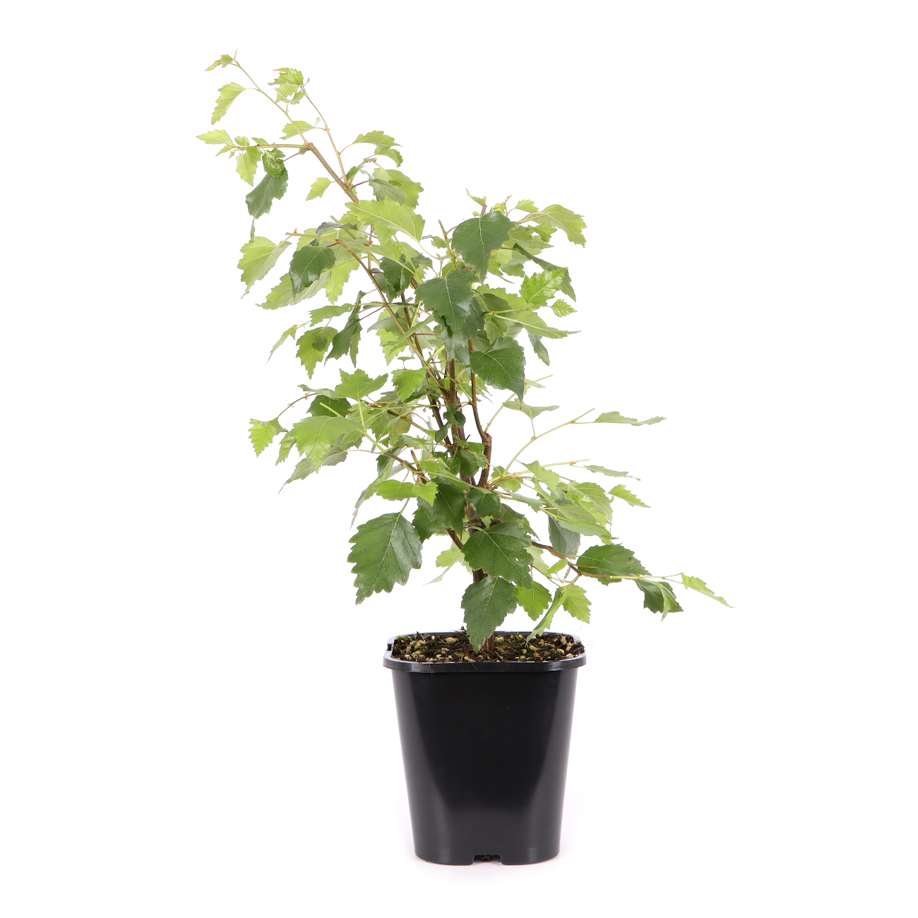 Betula pendula 'Youngii'