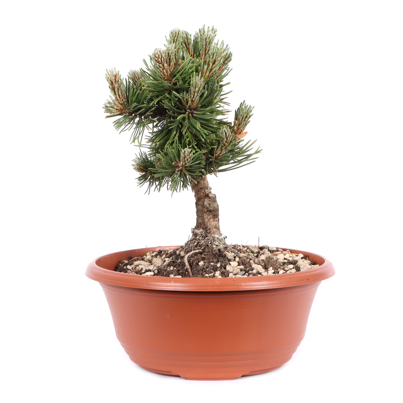 Seitenansicht rechts