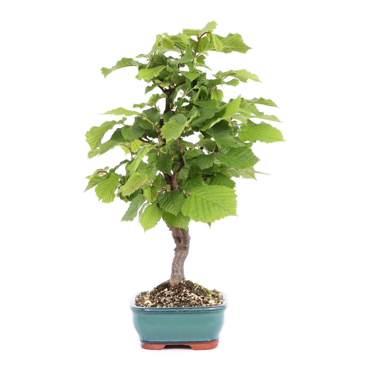 Seitenansicht rechts