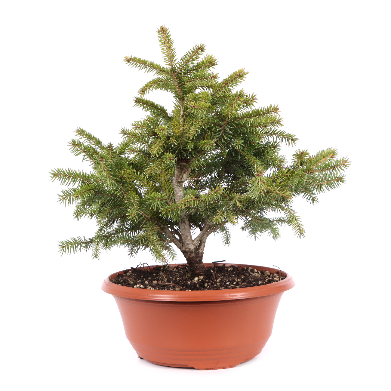 Picea orientalis