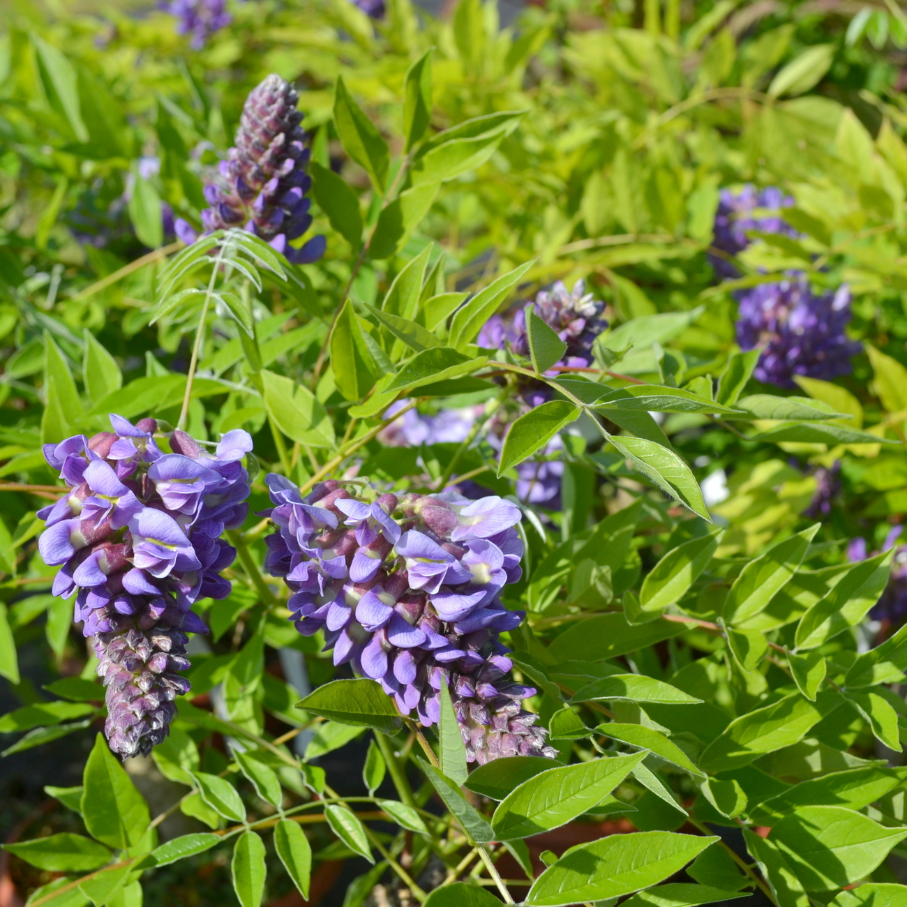 Blüte