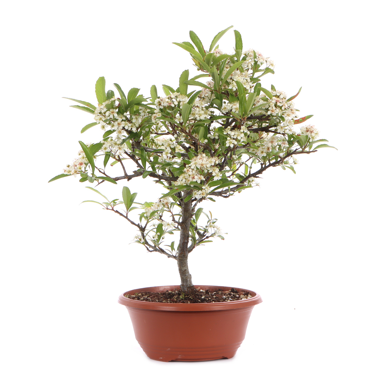 Seitenansicht rechts