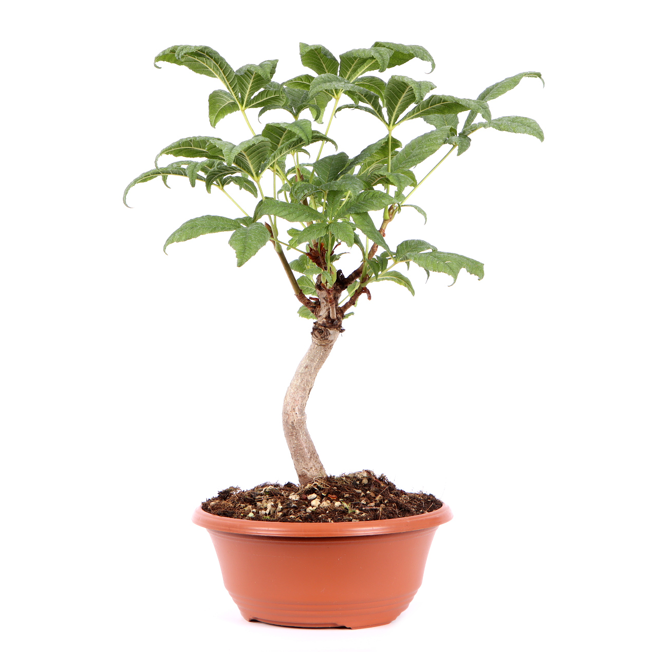 Seitenansicht rechts