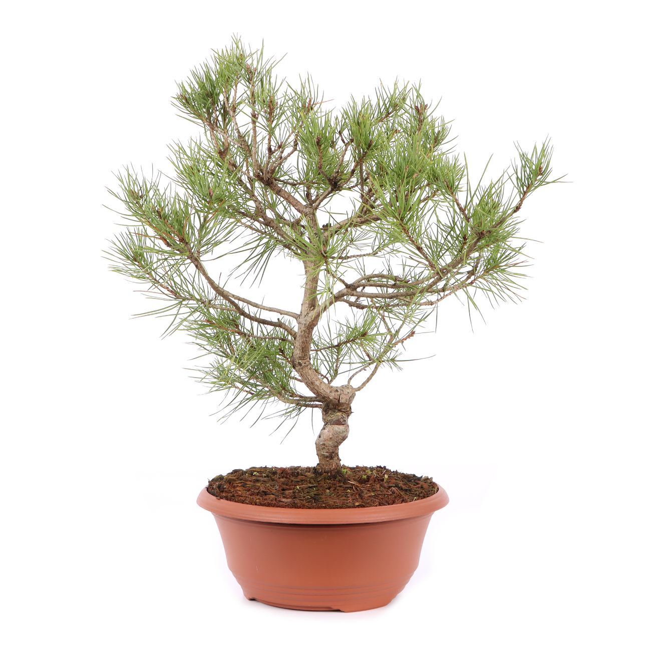 Seitenansicht rechts