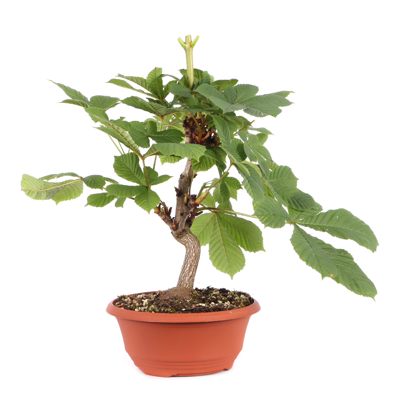 Aesculus hippocastanum