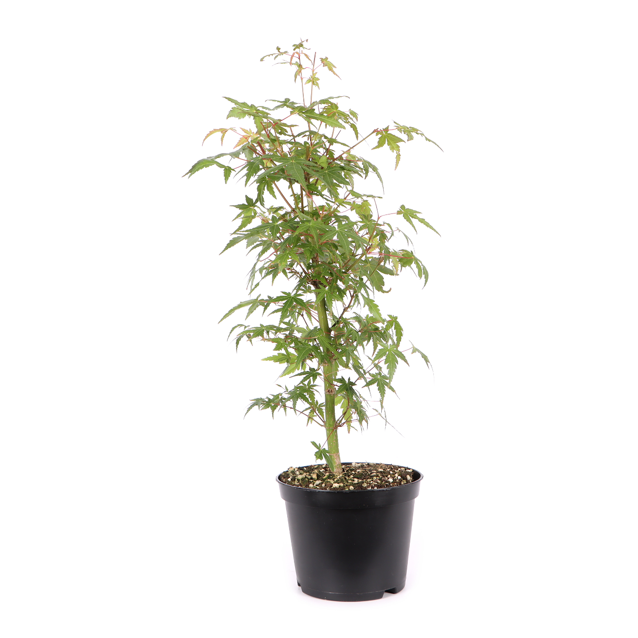 Acer palmatum