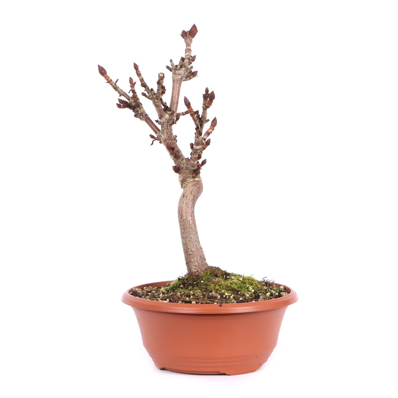 Seitenansicht rechts