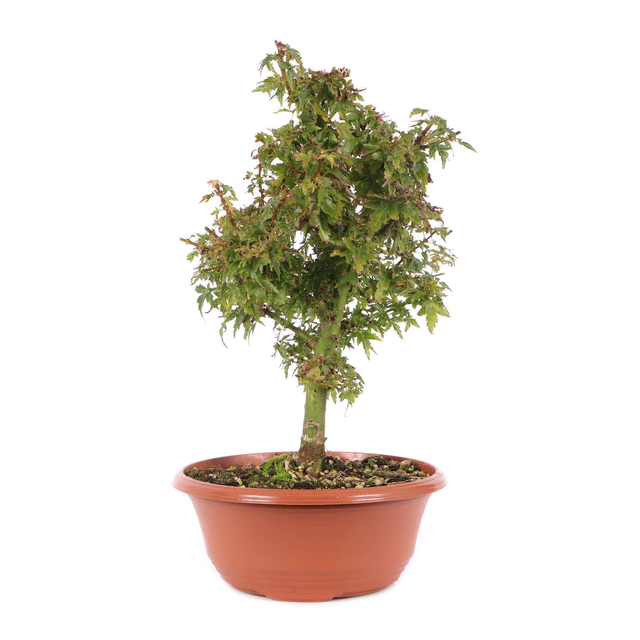 Acer palmatum 'Kotohime'