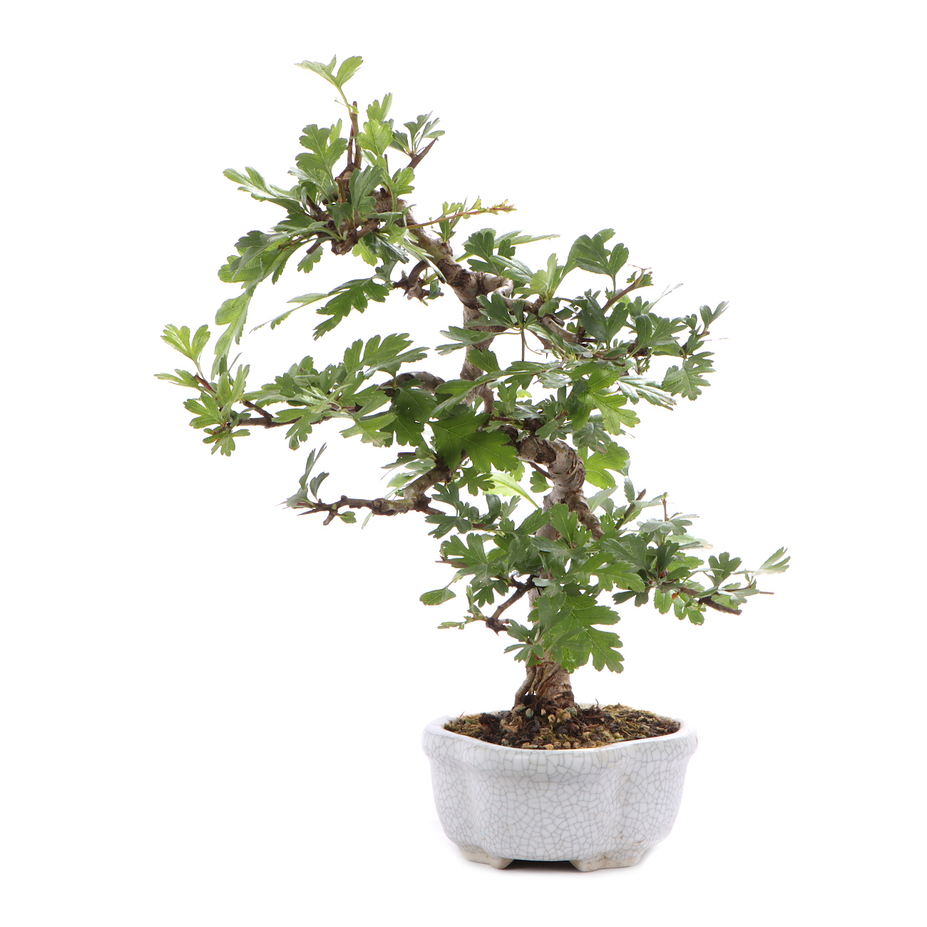 Seitenansicht rechts