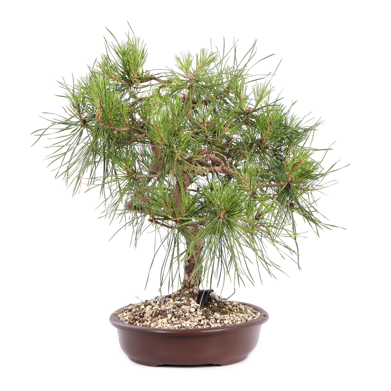 Seitenansicht rechts