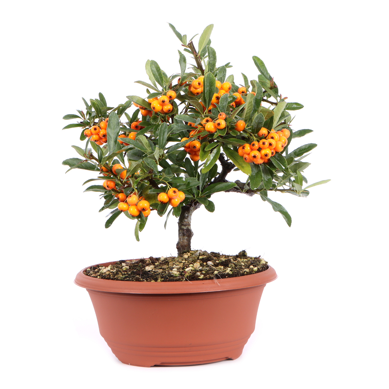 Seitenansicht rechts