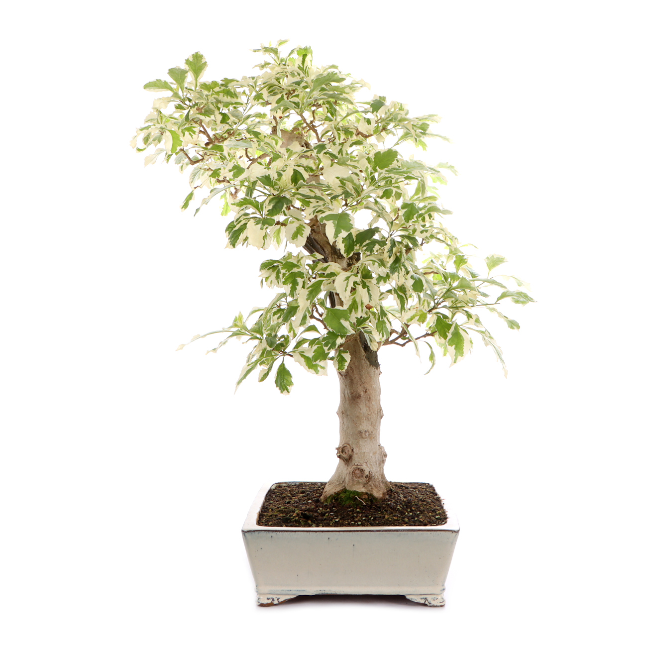 Seitenansicht rechts