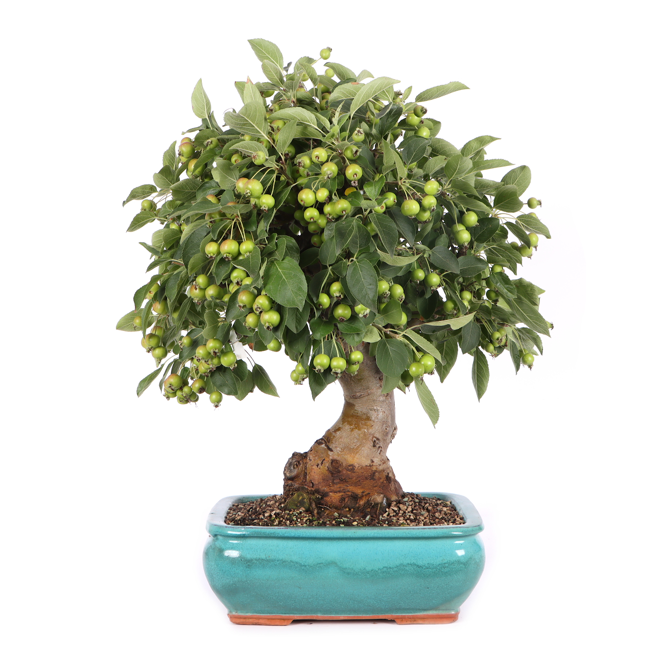 Malus spec.