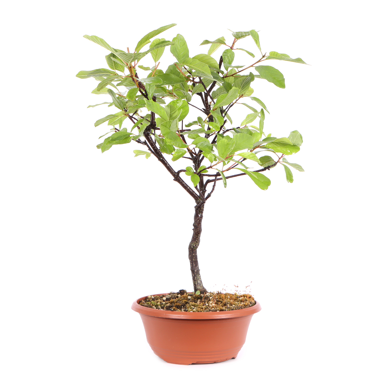 Seitenansicht rechts