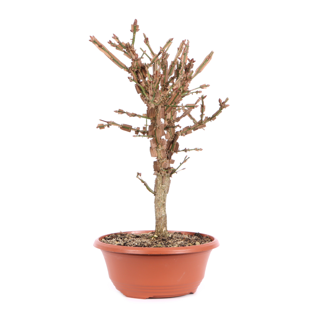 Seitenansicht rechts