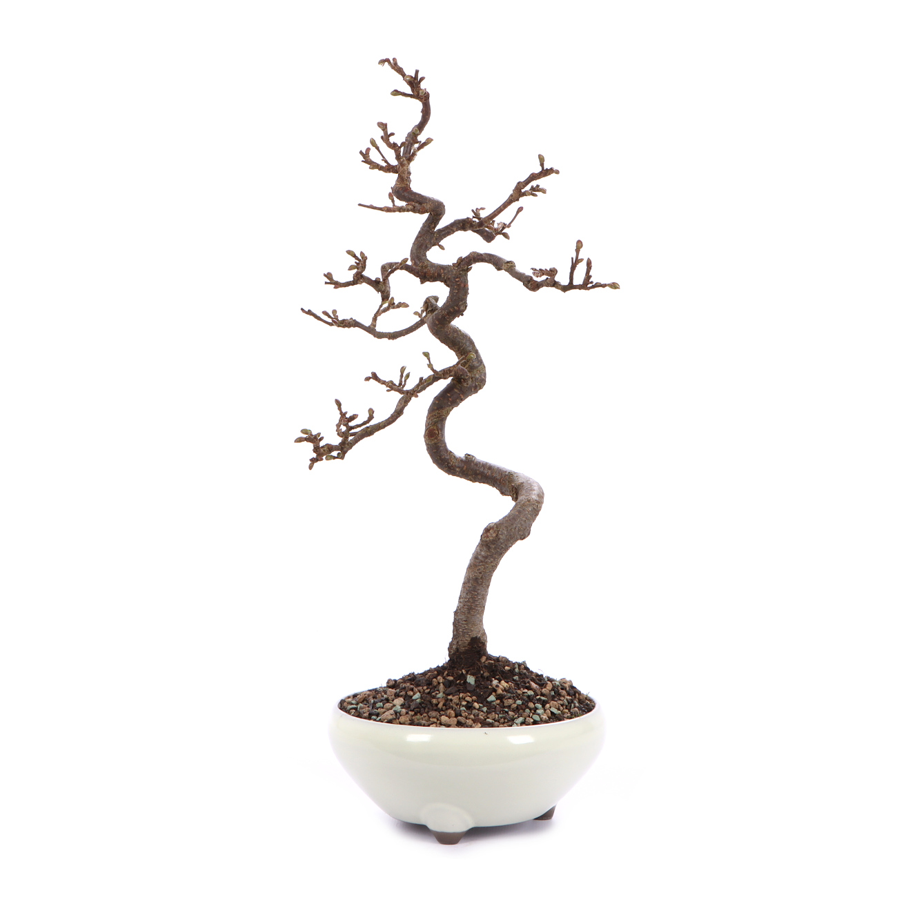 Seitenansicht rechts