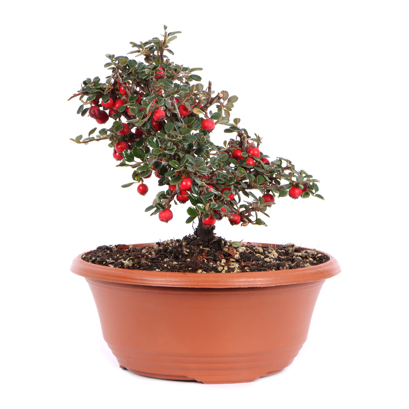 Seitenansicht rechts