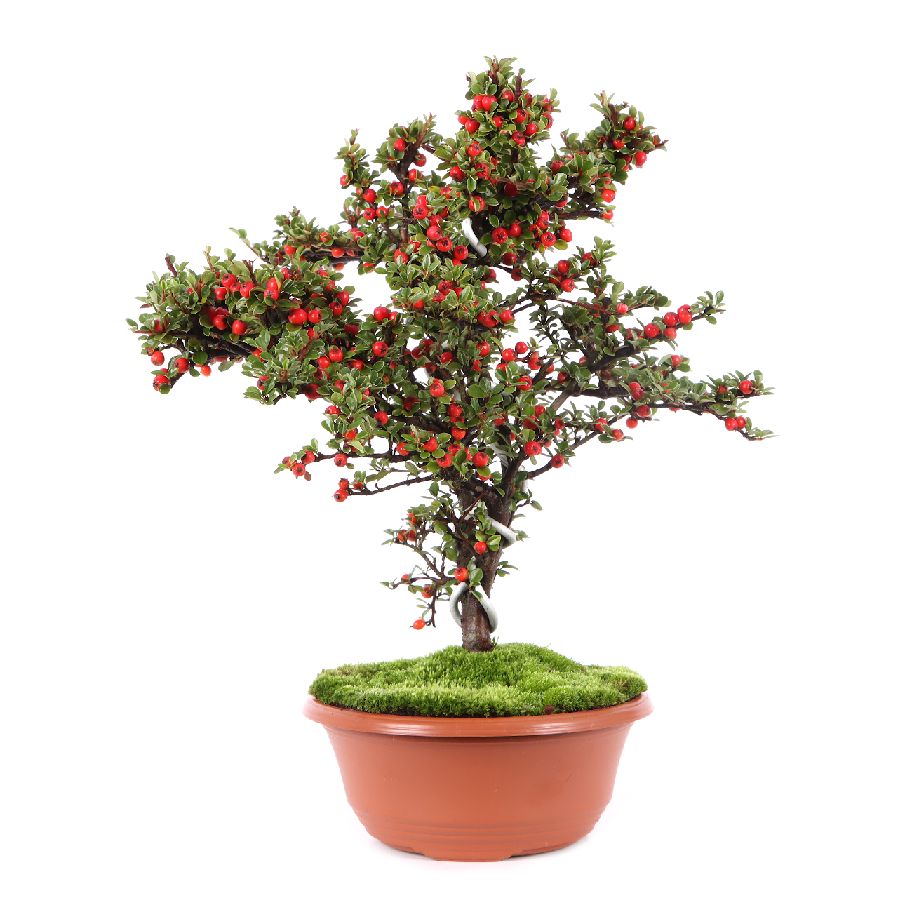 Cotoneaster praecox