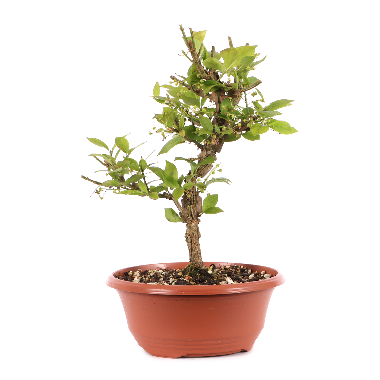 Euonymus alatus