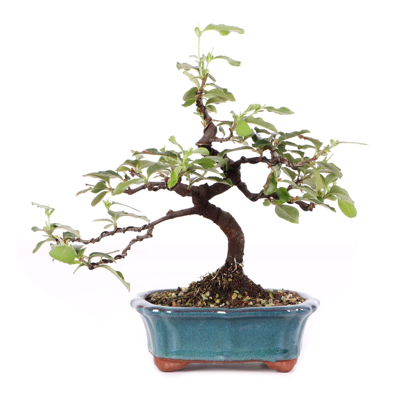 Pseudocydonia sinensis