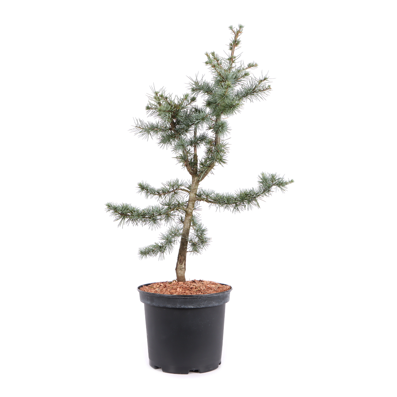 Cedrus atlantica 'Glauca'