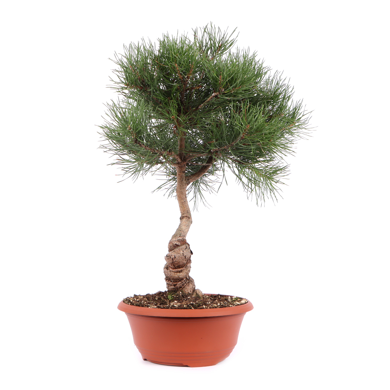 Seitenansicht rechts