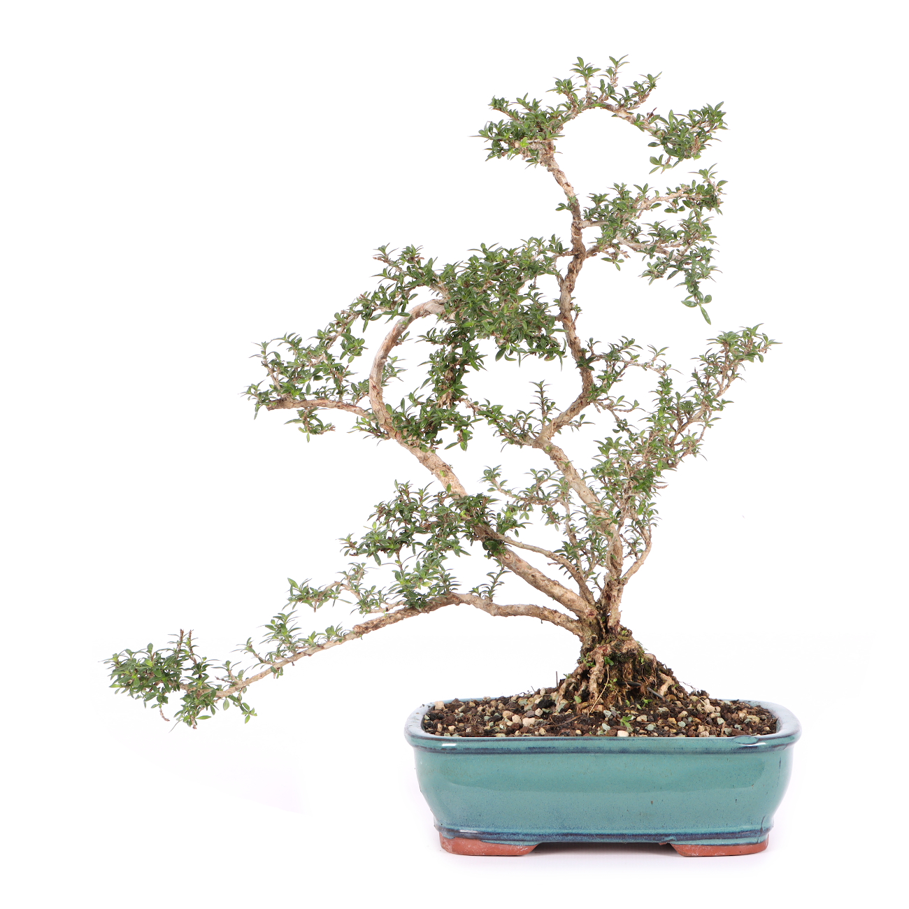 Serissa foetida 'Micro'