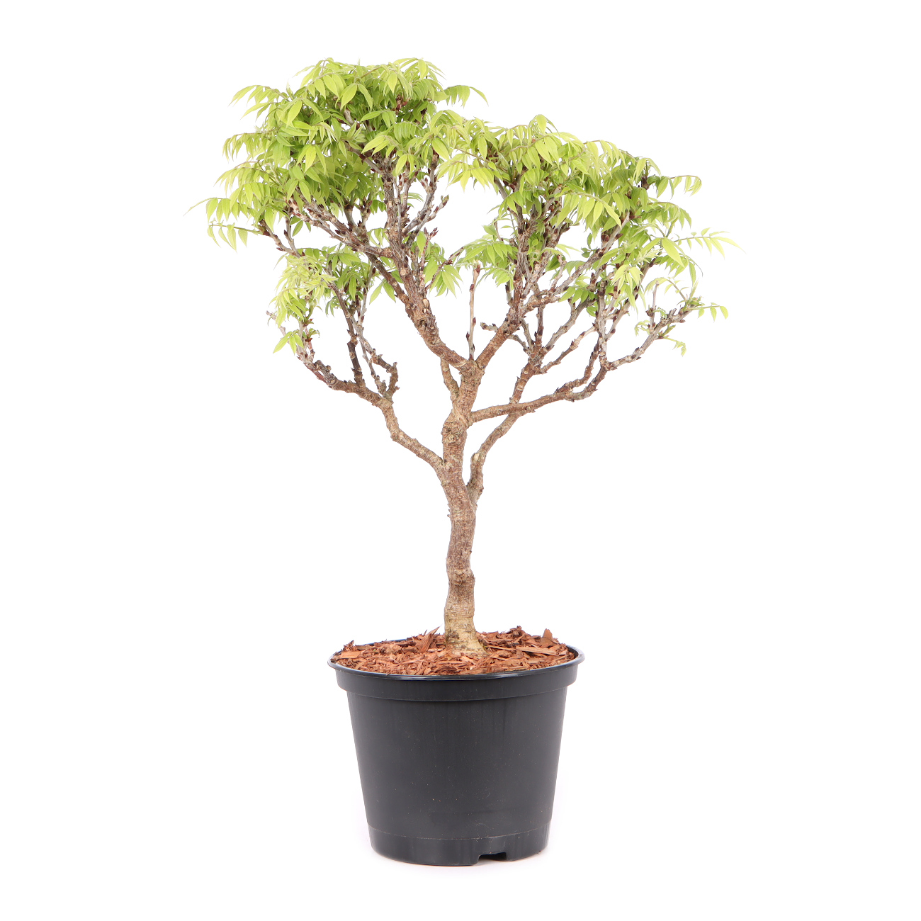 Millettia japonica 'Hime Fuji'