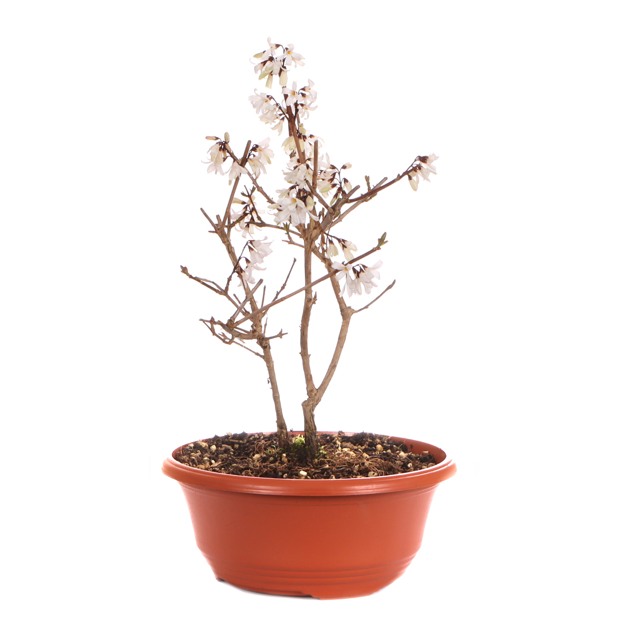 Seitenansicht rechts