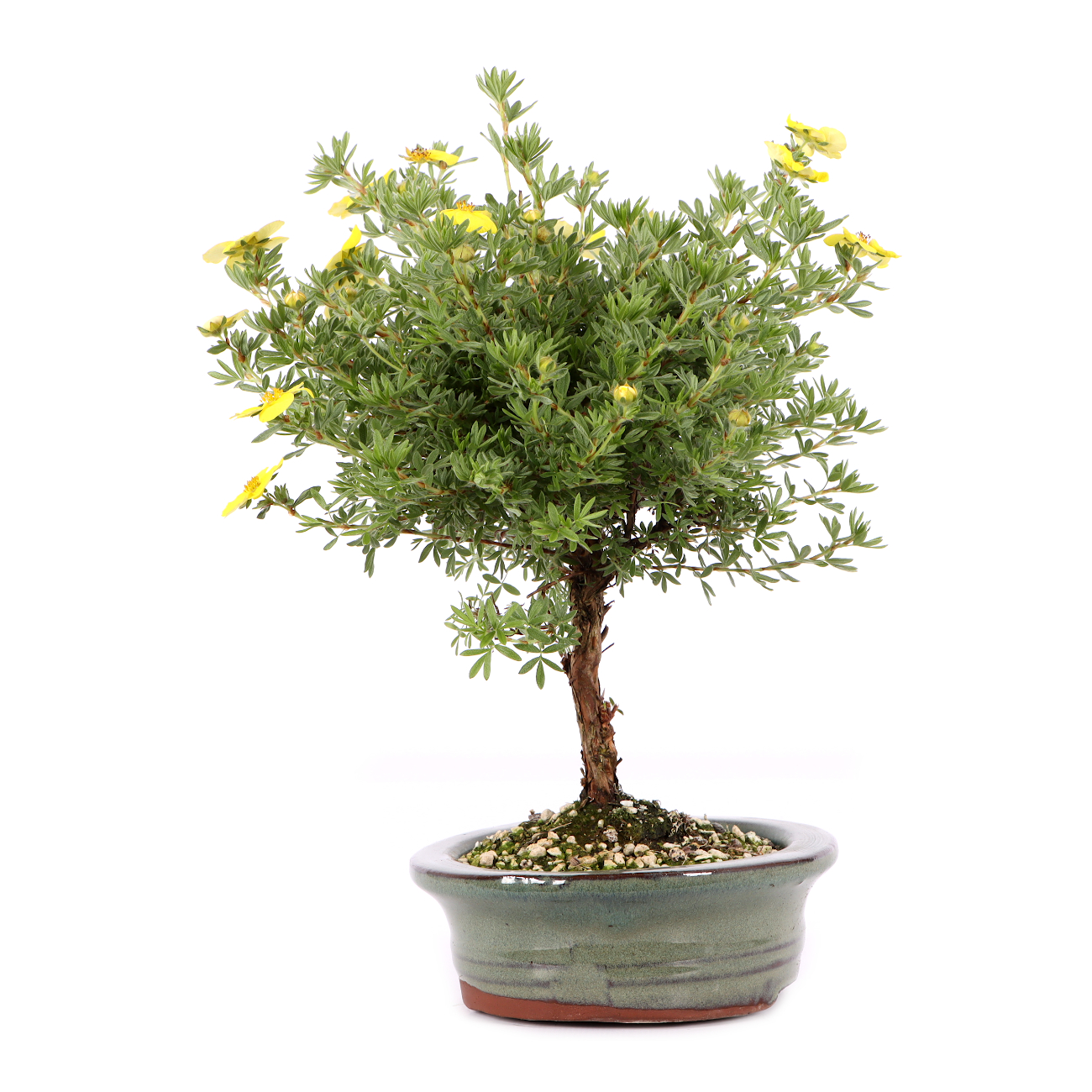 Potentilla fruticosa 'Kobold'