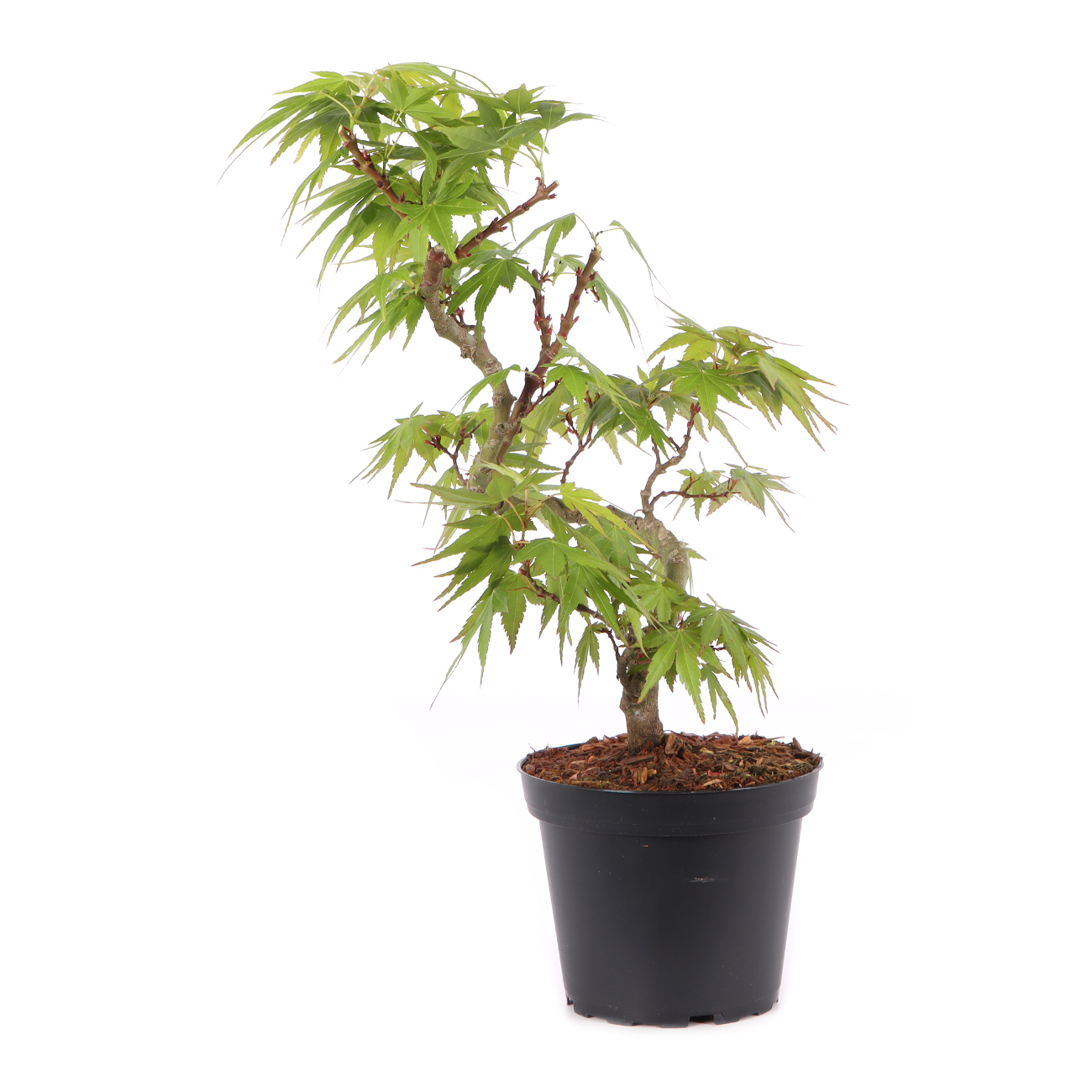 Acer palmatum 'Mikawa Yatsubusa'