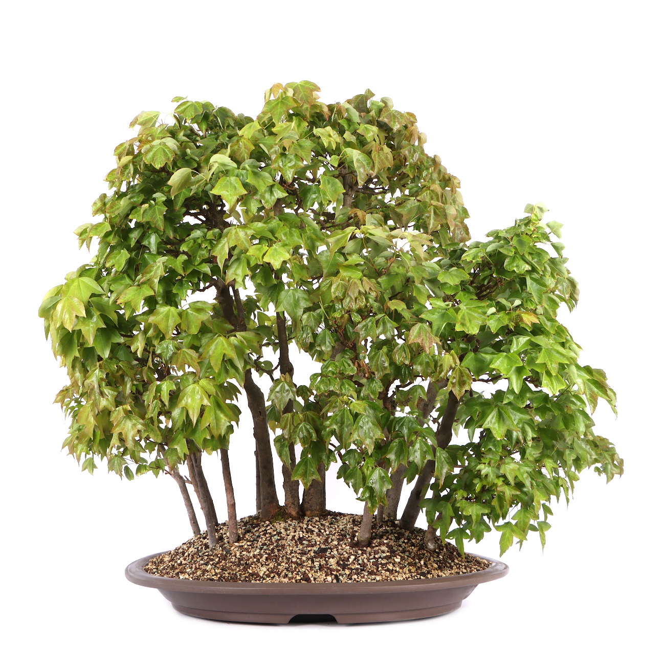 Acer buergerianum