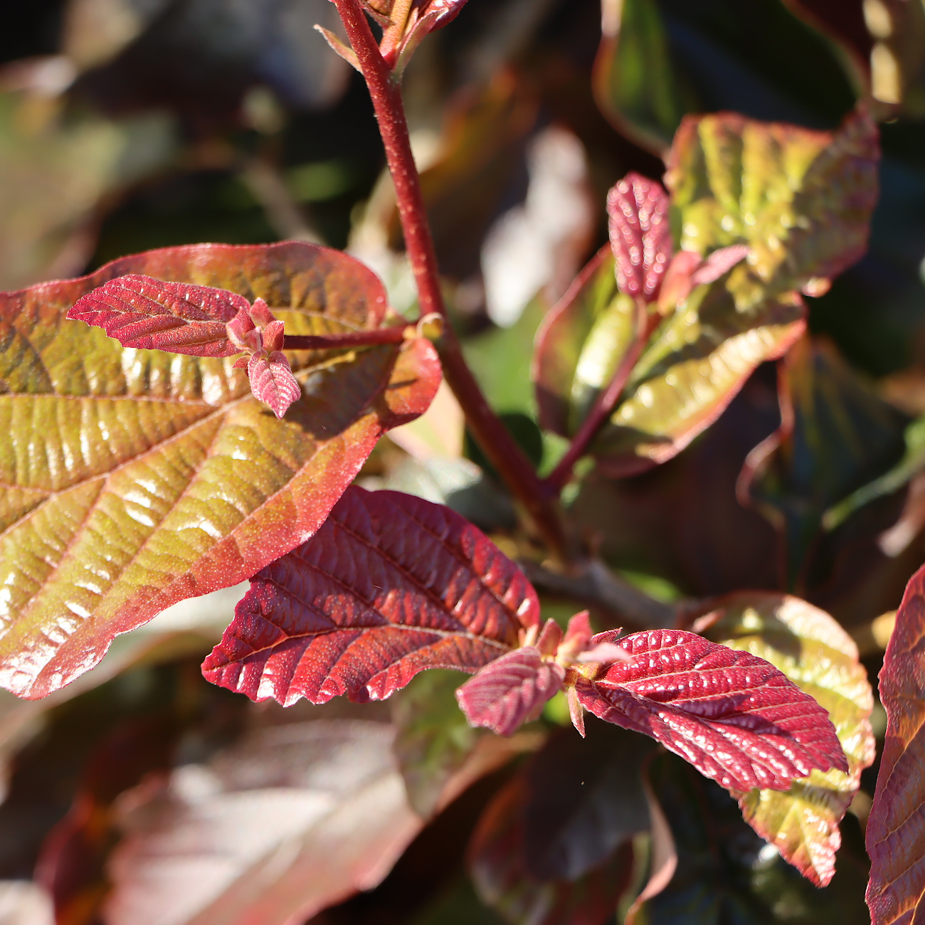Parrotia persica 'Bella'