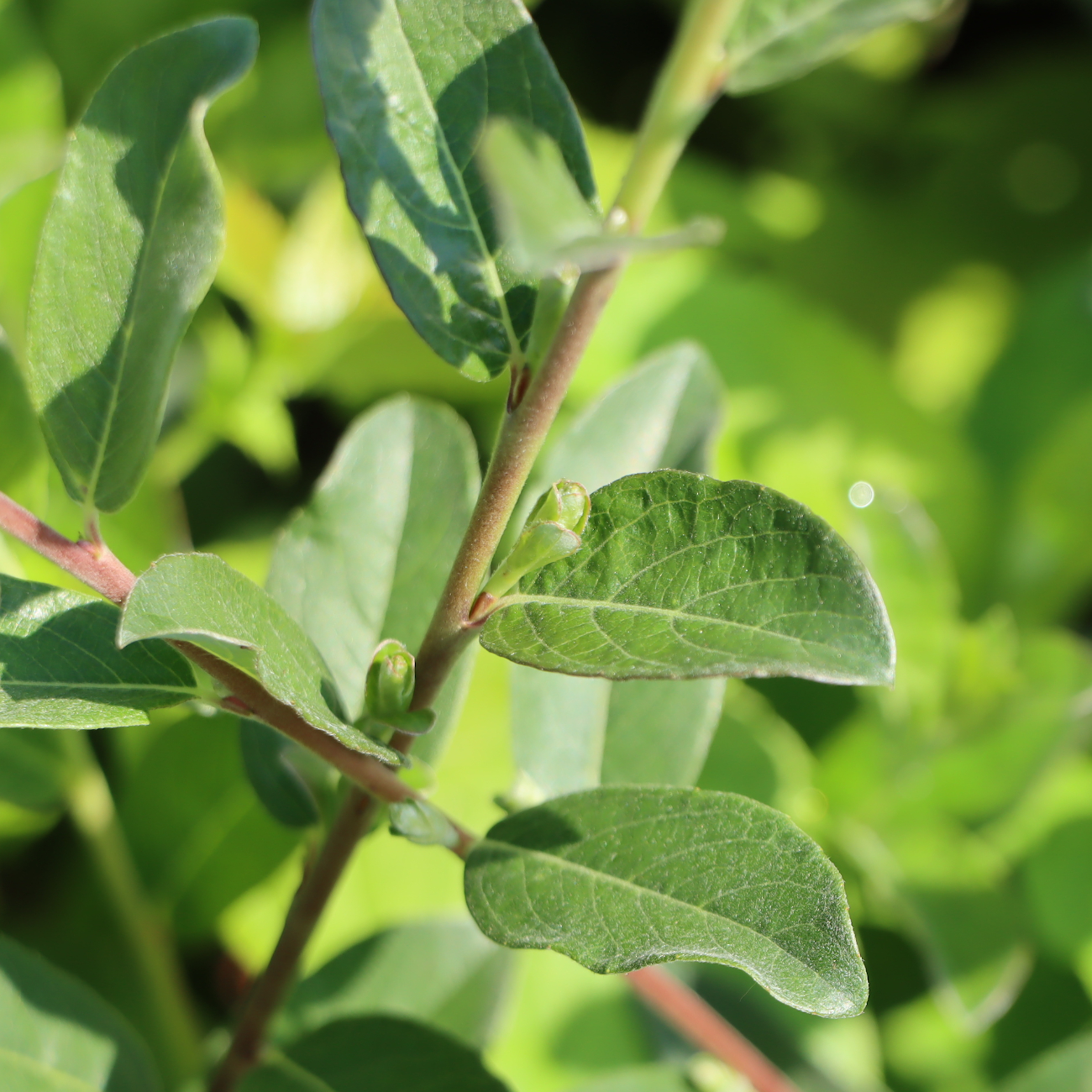 Salix repens var. nitida