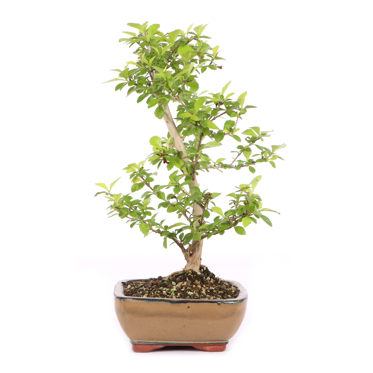 Duranta erecta