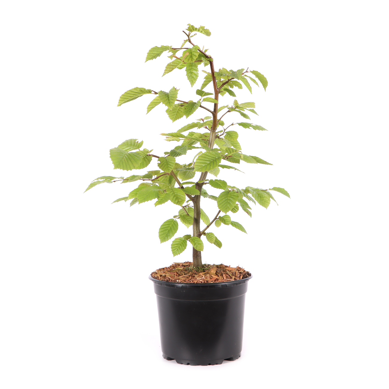 Carpinus betulus