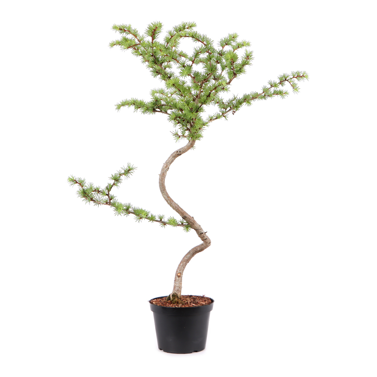 Larix kaempferi