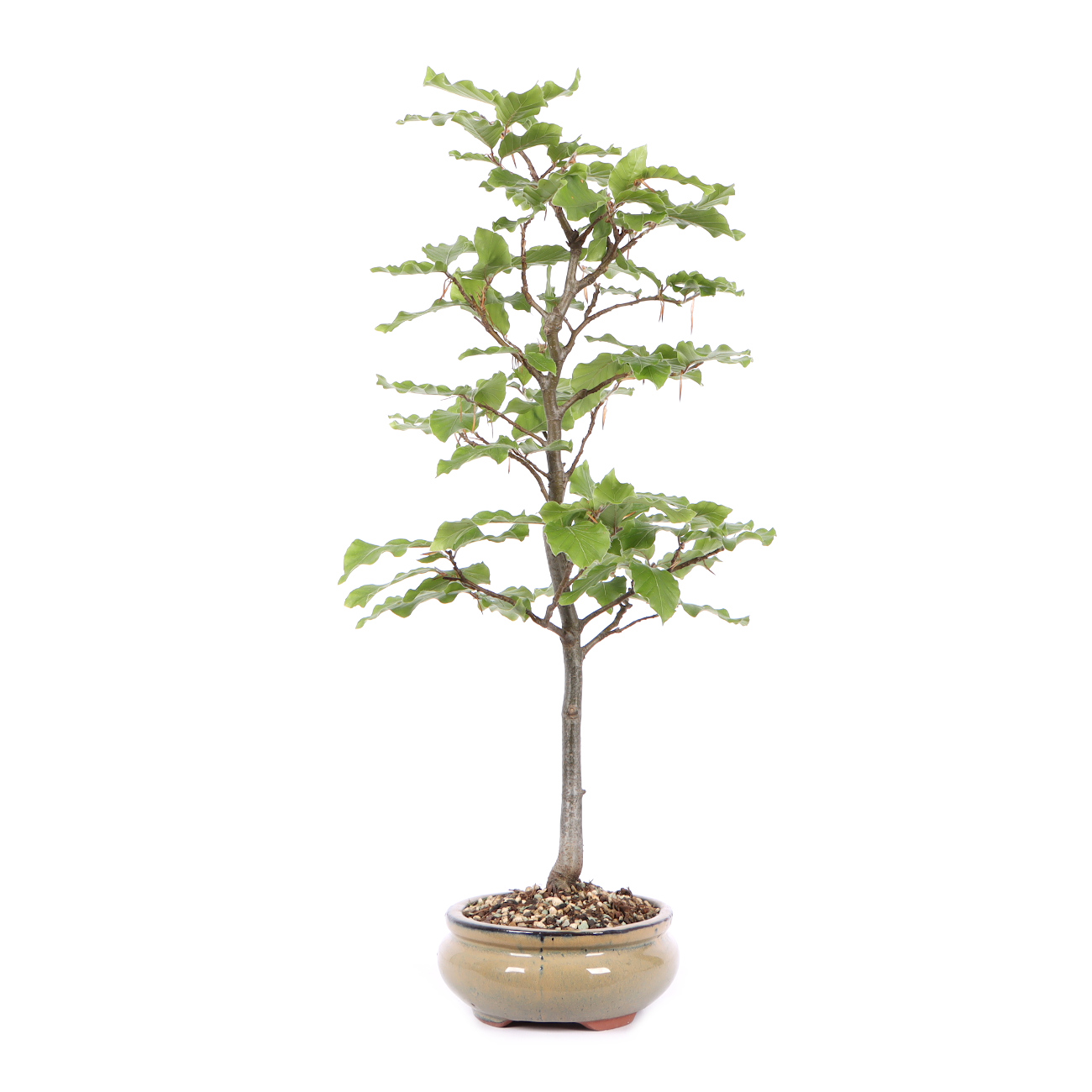 Seitenansicht rechts