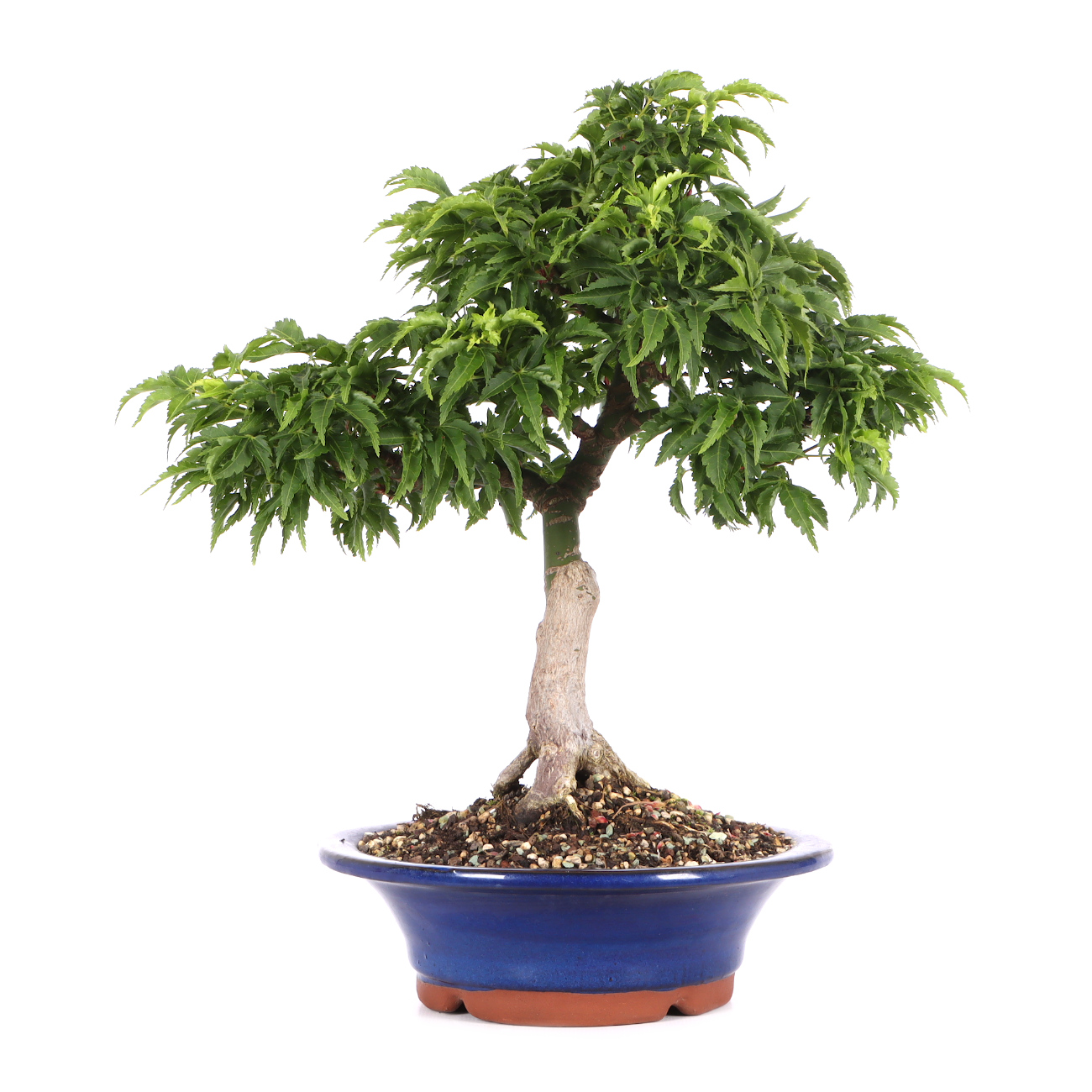 Acer palmatum 'Shishigashira'