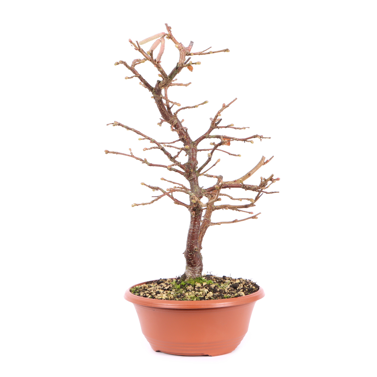 Seitenansicht rechts