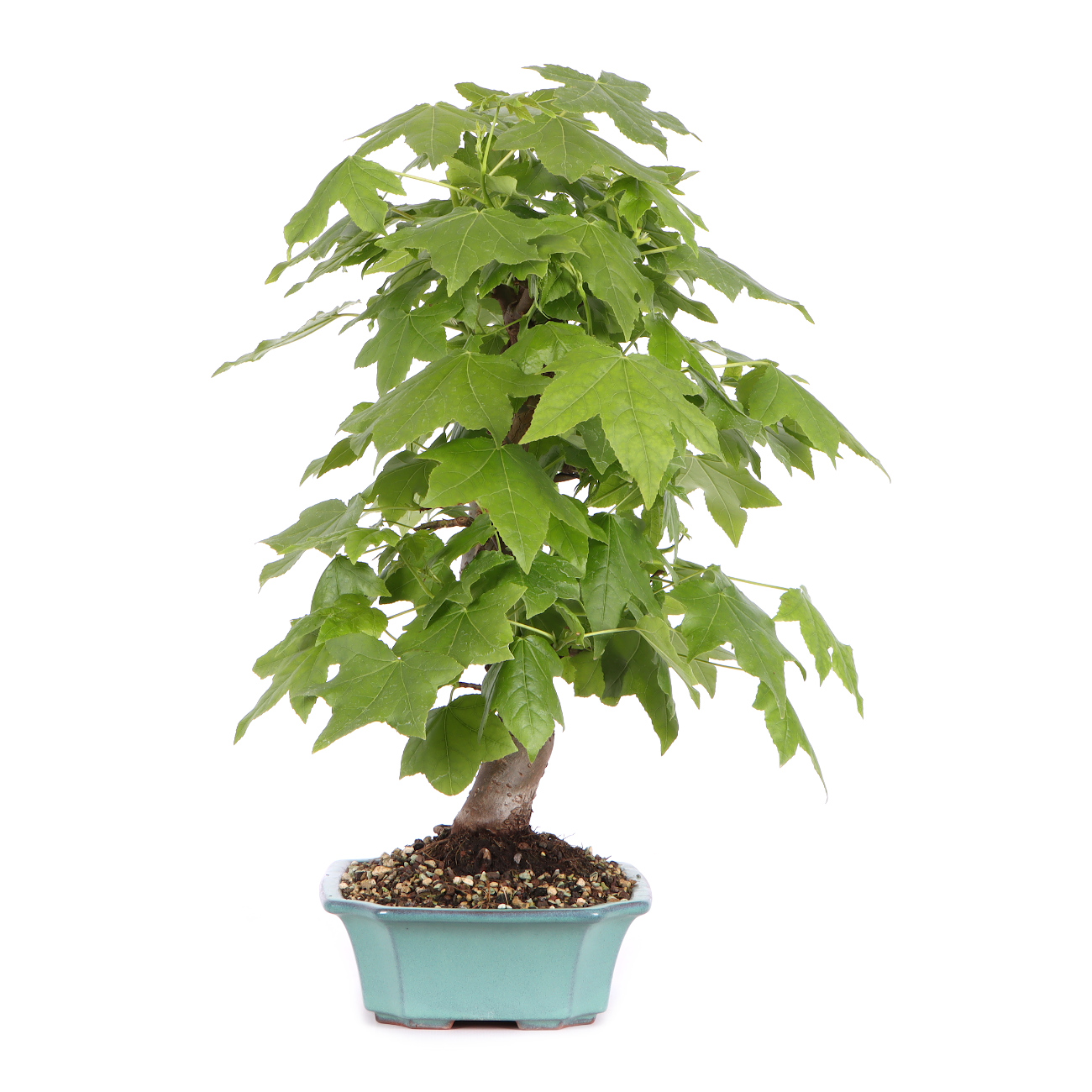 Seitenansicht rechts