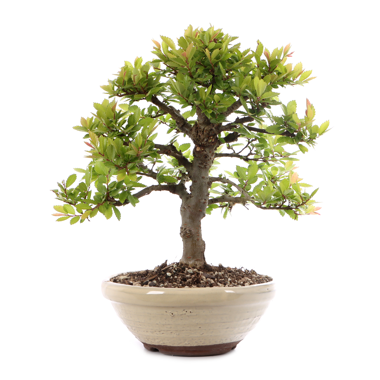 Ulmus japonica