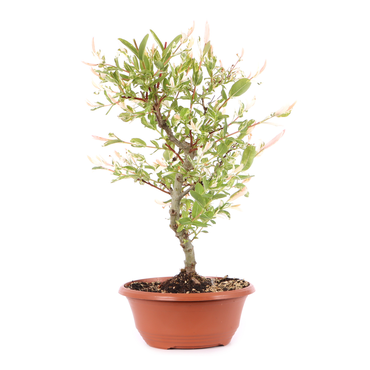 Salix integra 'Hakuro Nishiki'