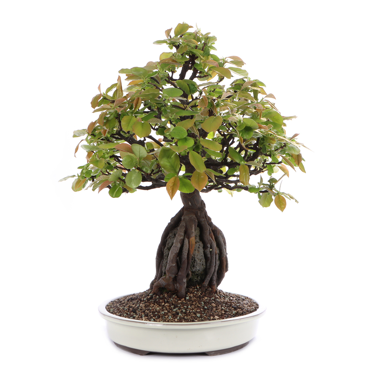 Seitenansicht rechts