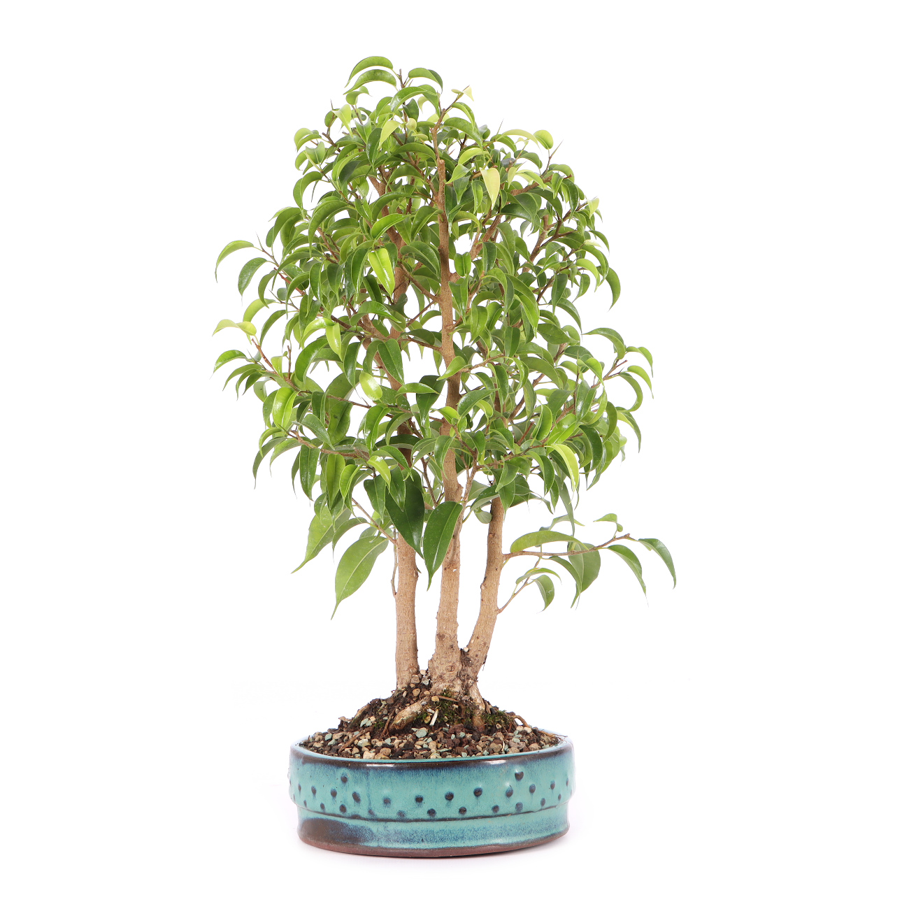 Ficus benjamina 'Natasja'